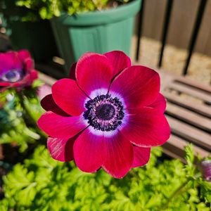 アネモネ 極,鉢植え,明るい日陰,プランター,ガーデニング初心者の画像