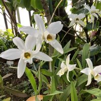 アリッサム,イベリス,サクラソウ,シャクナゲ,スノードロップの画像