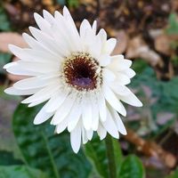 オキザリス,ガーベラ,ストック,白い花,マンションの花壇の画像