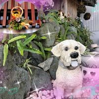 オモト,ガーベラ,コリウス,シェフレラ,シクラメンの画像