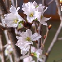 サクラ,啓翁桜,桃色組♪,和室の画像