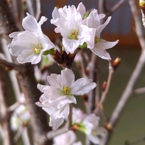 サクラ,啓翁桜,桃色組♪,和室の画像
