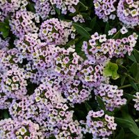 アリッサム,マンションの花壇,ピンクワールドへ ようこそ,優しさをありがとう♡の画像