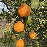 不知火(デコポン),デンマークカクタス！,#玉ねぎ栽培,家庭菜園の画像