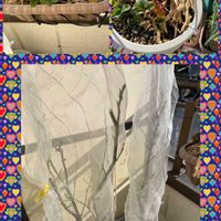 レモン,越後姫,しーくわぁーさー,ベランダの画像