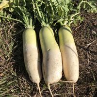 ガーデニング,ガーデン,収穫,おうちde菜園,家庭菜園の画像