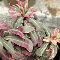 ユーフォルビア フロステッド フレーム,ユーフォルビア,葉っぱ好き,斑入り好き♡,出会いに感謝♡の画像