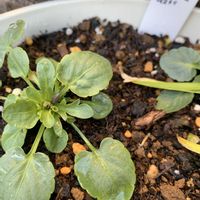 ネモフィラ,ムスカリ アルメニアカム,ミニ水仙 テタテートの画像