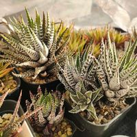 ハオルチア,ハオルシア,多肉植物,ダイソー,硬葉系の画像