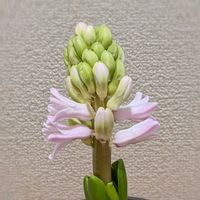 ヒヤシンス,ヒヤシンス,ヒヤシンス 水耕栽培,ヒヤシンス水栽培,ヒアシスターズの画像