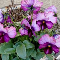 コデマリ,アンティークビオラ アルス サブティリオールの画像