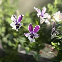 パンジー・ビオラ,ビオラ,ガーデニング,ビオラ・パンジー,ロカハーツ月狼の画像