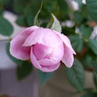 シンビジウム,ミ二バラ,花のある暮らし,多肉のある暮らし,植物のある暮らしの画像