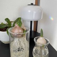 チューリップ,ヒヤシンス,アスプレニウム,多肉植物,観葉植物の画像