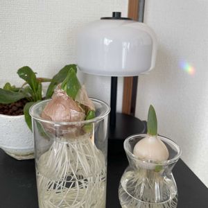 チューリップ,ヒヤシンス,アスプレニウム,多肉植物,観葉植物の画像