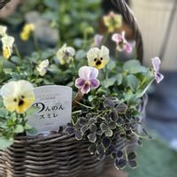 ビオラ,hanao ビオラ,ガーデニング,ビオラ・パンジー,花越の画像