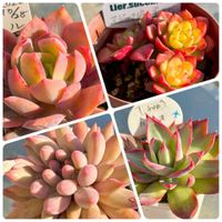 エケベリア,ルエラ,ルエラ,マジックジャムゴールド .,カシオの画像