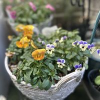 チューリップ,ビオラ,ビオレッタ,ガーデニング,ダブルデッカーの画像