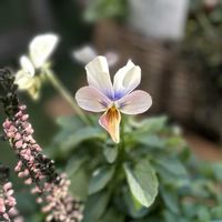 ビオラ,ビオラ すみれ図鑑,すみれ図鑑,ガーデニング,ビオラ・パンジーの画像