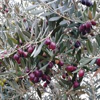 オリーブ,オリーブの実の画像