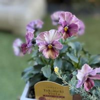 ビオラ,ときめきビオラ,ときめきビオラ スパイシーマスタード,ガーデニング,ビオラ・パンジーの画像