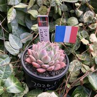 多肉植物,多肉中毒,多肉多肉多肉,多肉のある暮らし,多肉女子の画像