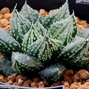 ハオルチア 闇の森,ハオルチア属,多肉ちゃん,ボタニカルライフ,ベランダーの画像