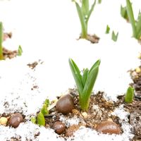 ムスカリ,癒し,かわいいな♡,芽が出た, ゆき  の画像