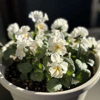 キンギョソウ,パンジー,パンジー,アロマティカス,小輪パンジー クリーミーレモンの画像