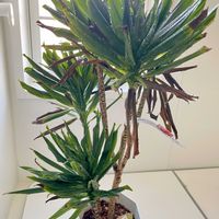 ドラセナ,ドラセナコンパクタ,ドラセナコンパクタ,観葉植物,優しい気持ちの画像