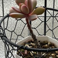 多肉植物,ガーデニング,キュンキュン乙女倶楽部,富山支部,花の16年組♡の画像
