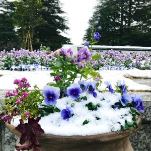 パンジー,お花を楽しむ,アプローチの画像