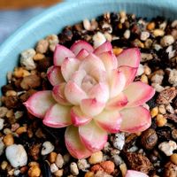 ハオルチア 十二の巻,ハオルチア 十二の巻,十二の巻 ワイドバンド,赤の女王,赤の女王の画像