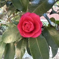 サザンカ,スイセン,センリョウ,マイガーデン,花のある暮らしの画像