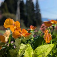 アリッサム,ビオラ,アイビー（ヘデラ）,斑入りバコパ,葉牡丹（はぼたん）の画像