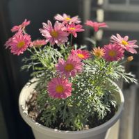 ガザニア,フロックス,マーガレット,マーガレットシンプリーコーラル,ガザニアビースト カナリアスマイルの画像