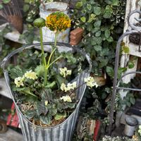 クリスマスローズ,プリムラ,ラナンキュラス,葉牡丹,シクラメン 森の妖精の画像