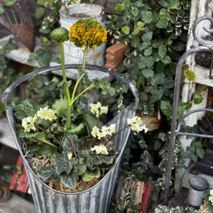 クリスマスローズ,プリムラ,ラナンキュラス,葉牡丹,シクラメン 森の妖精の画像