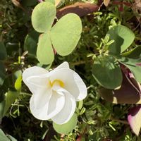 オキザリス,ボケ,ソメイヨシノ,ハイビスカス・ミセスユミ,寒 桜の画像