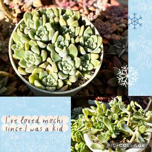 おもち(だるま姫秋麗×ケッセルリンギアナ),多肉植物,多肉大好き,放置栽培,タニラーの画像