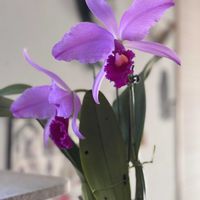 カトレア,カトレア　トリアネイ,C. trianaei pincelada,洋ラン,着生蘭の画像