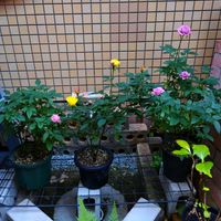 ミニバラ,ガーデニング,ミニ薔薇,バラ・ミニバラ,小さい庭の画像