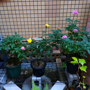 ミニバラ,ガーデニング,ミニ薔薇,バラ・ミニバラ,小さい庭の画像