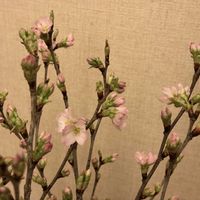 啓翁桜,桜の枝,桜 啓翁桜 ケイオウザクラ,切り花,さくら 桜 サクラの画像