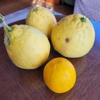 レモン,リビングの画像