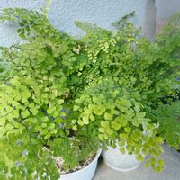 アジアンタムの画像