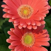 ガーベラ,ありがとうおめでとう,可能性は無限大,I love the Earth.,幸せが溢れているの画像