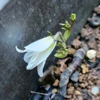 キクザキイチゲ,ユキワリイチゲ,鉢植え,スプリングエフェメラルの画像