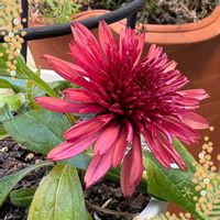 エキナセア,鉢植え,裏庭,GSのみなさんに感謝♡,花が好きの画像