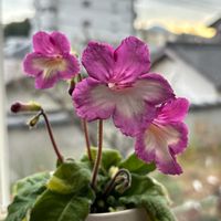 アマリリス,アマリリス,シャコバサボテン,シャコバサボテン,シャコバサボテンの画像